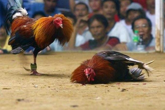 Sabong Live- Is Cockfighting Legal? How Can You Play It? What Is The Future Of It? Let’s Find Out